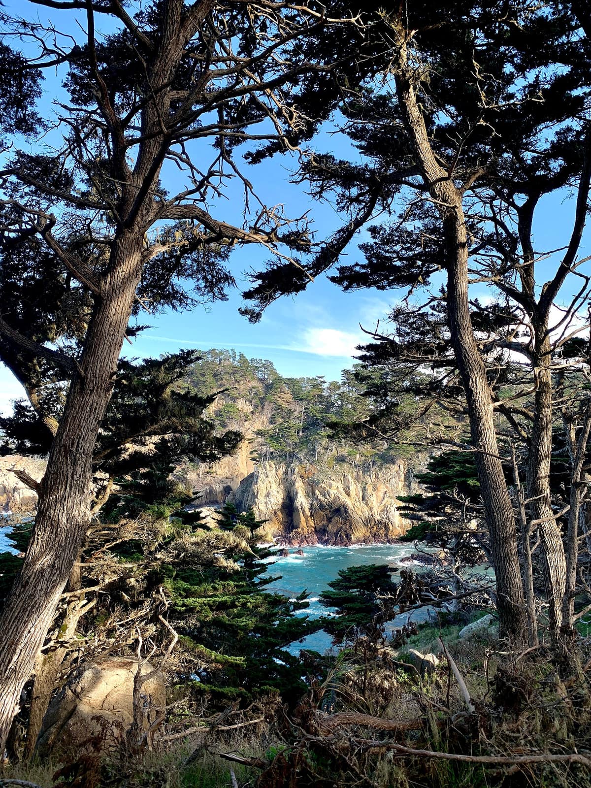 Cypress trees framing a view of the cliffs and water at Point Lobos
