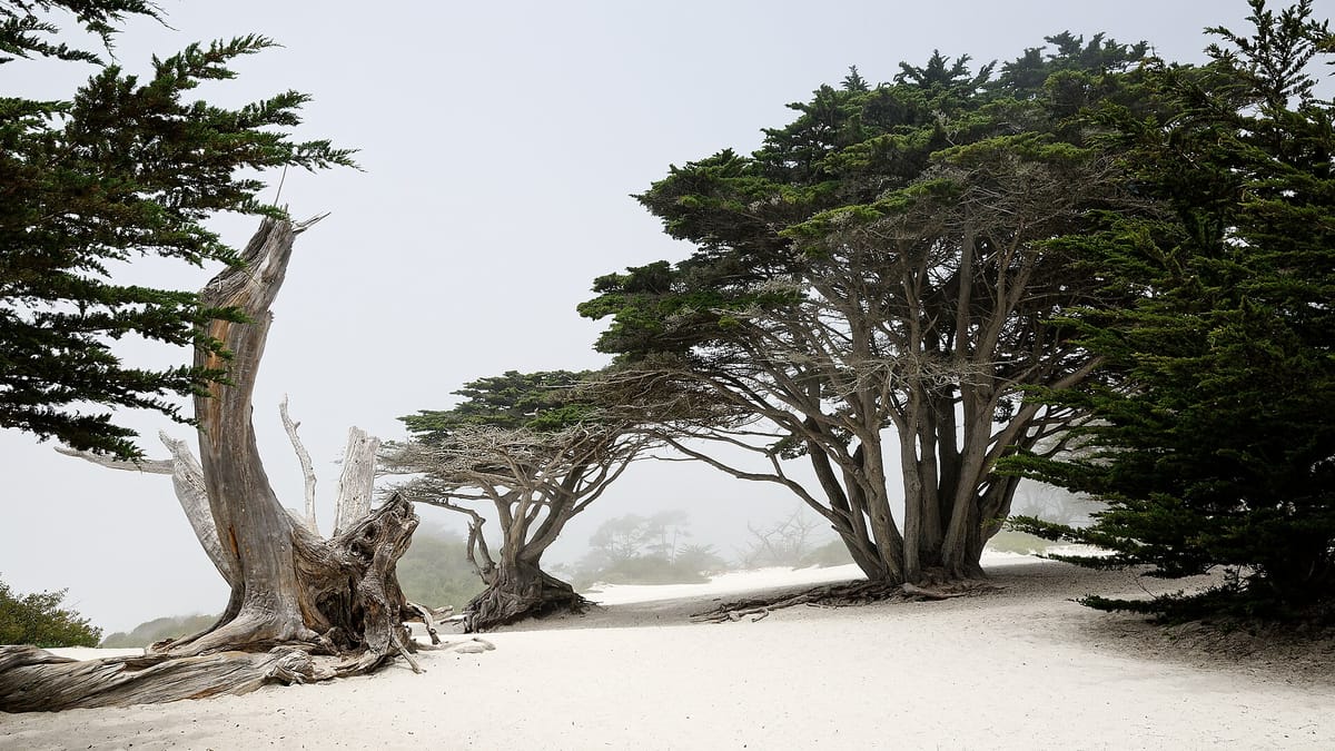 2016-06-03 USA, CA, Carmel Beach DSC 8536 DxO