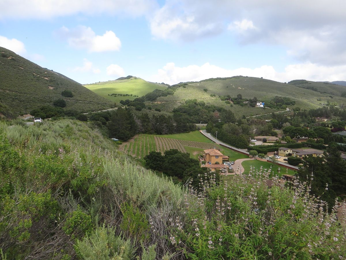 Green hills and vineyard rows in Carmel Valley