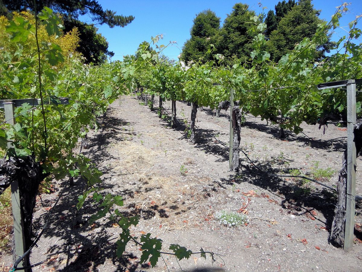 Rows of vines at a Carmel Valley winery