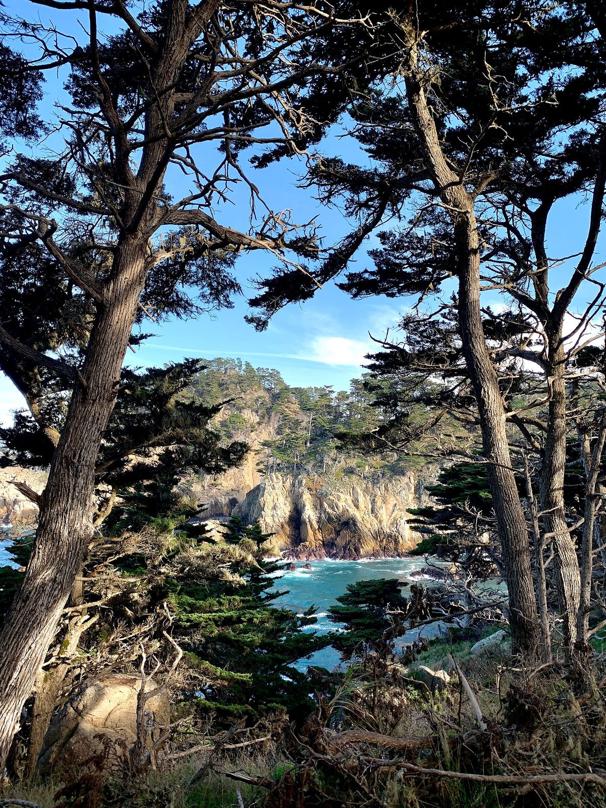 Cypress trees framing a view of the cliffs and water at Point Lobos